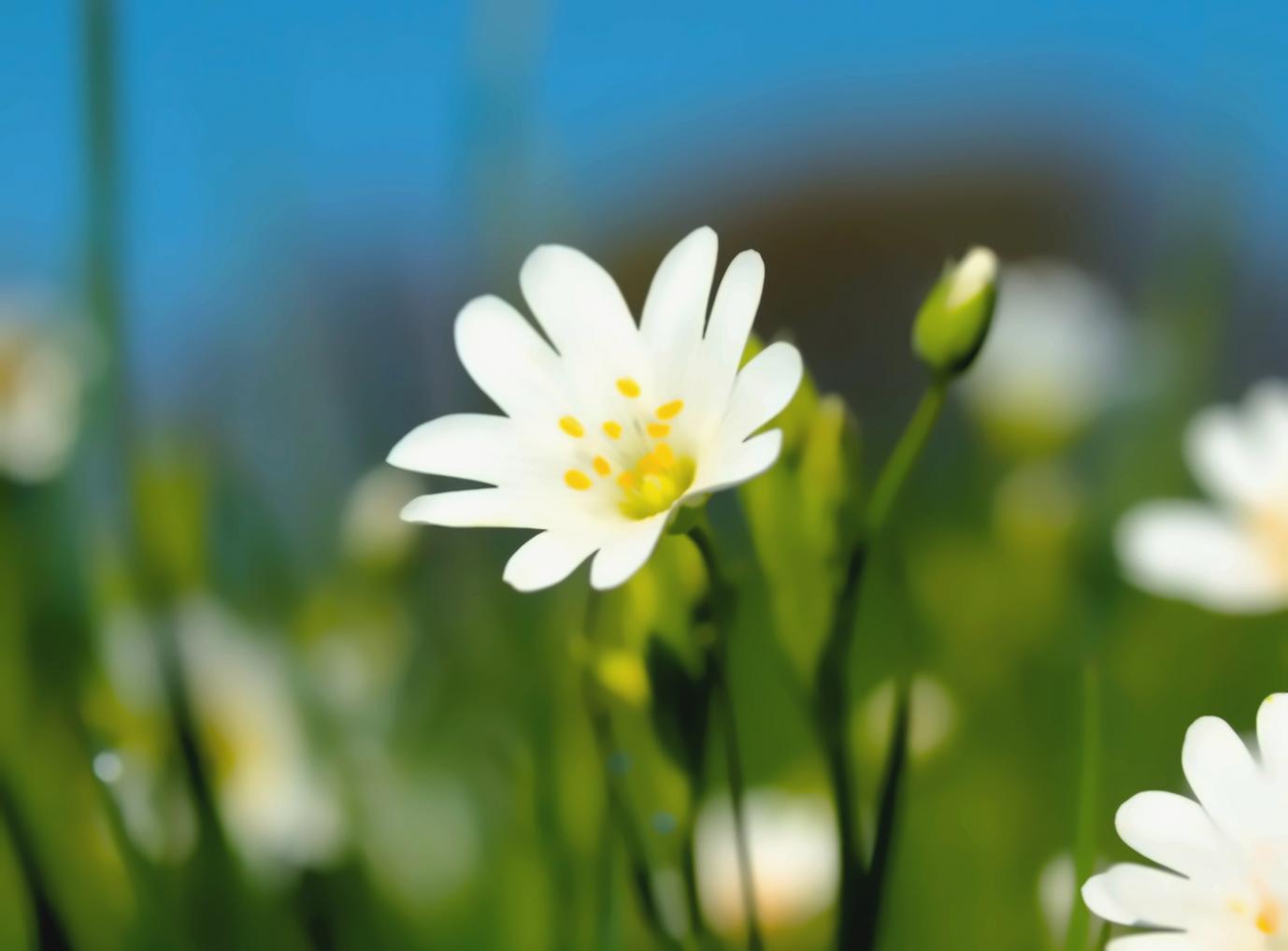 Écosystèmes végétaux et phytocénoses — formations végétales naturelles