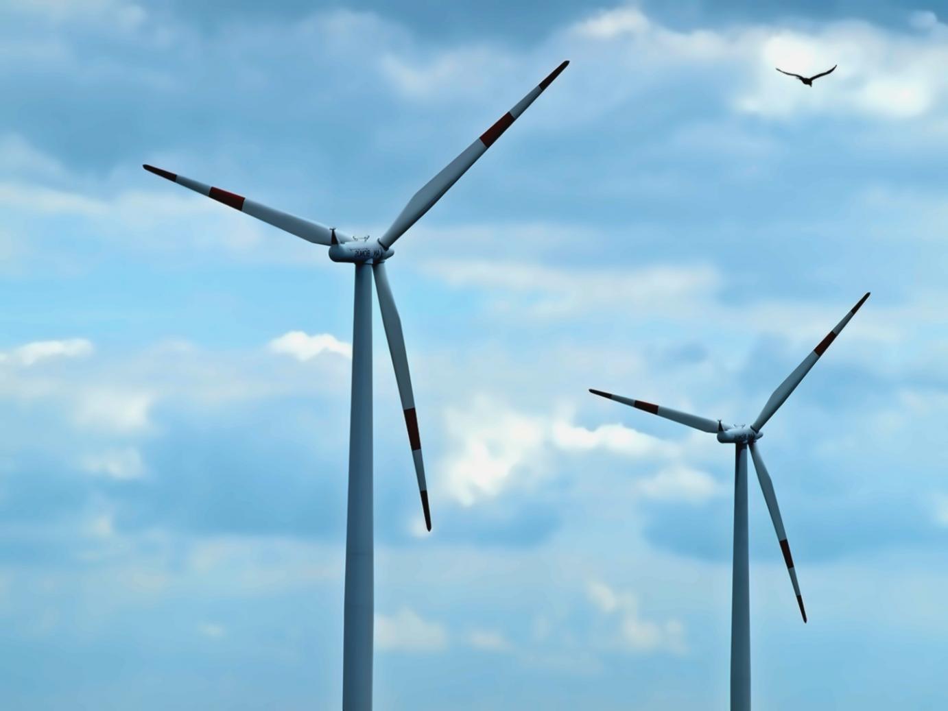 Illustration d'une phytocénose — végétation structurée en strates